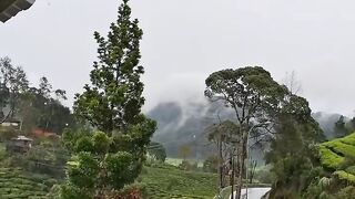 Kebun teh 3