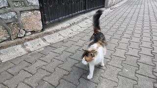 Three friendly stray cats all gathered around us at once