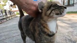 Caramel the stray cat expresses her affection through love bites