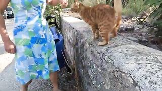 It’s a Wonderful Feeling to Have a Bond with a Stray Cat You Regularly Feed