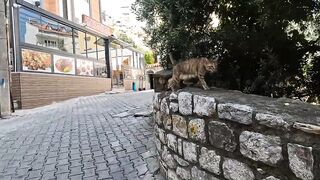 Mother cat was so happy when she saw us