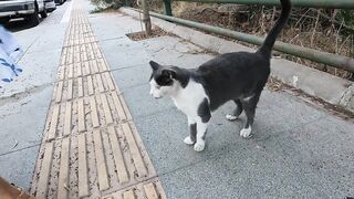 Very Hungry Stray Cat Demands Food With Non Stop Meowing!