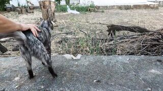 Two stray cats came up to us with the most heartfelt meows