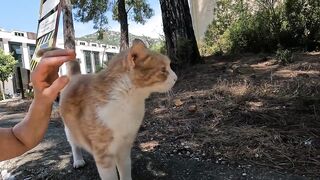 Leo the stray cat greeted us with his unique meows