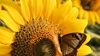Beautiful Sunflower