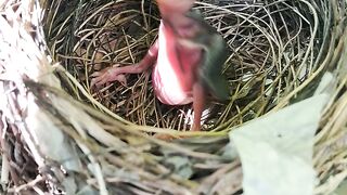 Tiny Baby Birds Begging for Food in Their Cozy Nest! 🐣🌿