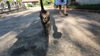 Caramel the stray cat runs and meows towards me every single time