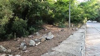 Leo the stray cat came up to us with slow steps, meowing