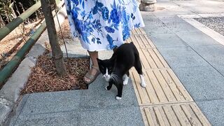 Two stray cats meowing loudly want different things