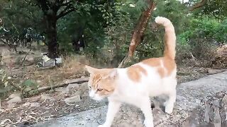Ollie the cat started purring loudly as soon as he saw us