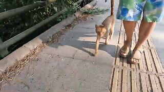 Stray cat I hadn't seen in a very long time had become very thin