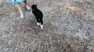 This stray cat always greets us with loud meows and great joy