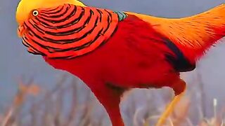 This Bird Looks Like It Came Straight Out of a Fairytale!
