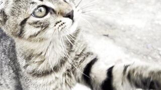 cat it's funny