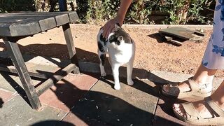 Dalmatian patterned stray cat greeted us with a squeaky meow