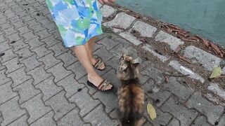 This stray cat always meows very loudly for me to feed her