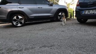 Stray Cat Running to Me and Purring Very Loudly After Hearing My Voice!