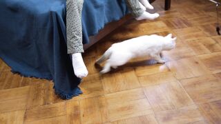 kucing putih bermain