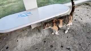 A starving stray cat at the bus stop is begging me for food with a sweet meow