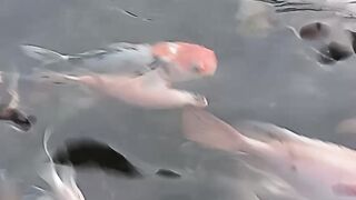 How many fish?