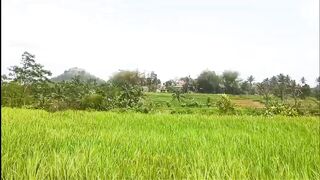 Serene Roadside Rice Fields