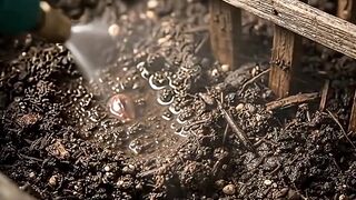 Grape Growth Time Lapse 🍇 | From Tiny Buds to Ripe Grapes 2