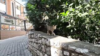 Timid stray cat has warmed up to me over time