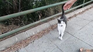 This stray cat has a meow that sounds like it's crying