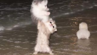 Seaside dance