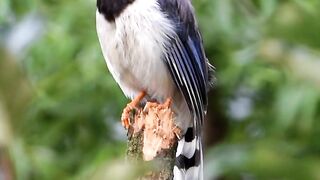Nature’s Most Beautiful Birds | A Stunning World of Colors and Feathers 🐦🌍