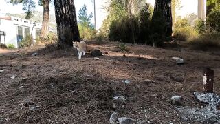 Leo the stray cat I hadn't seen in a long time missed me a lot