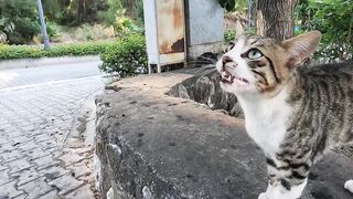 This talkative stray cat had a lot to say!