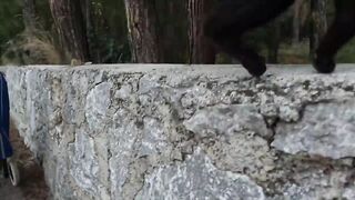 Inkie the Stray Cat Gallops Over Like a Horse Every Time She Sees Us