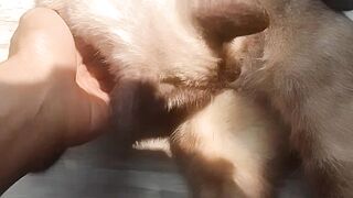 Sissy the Siamese Cat Sunbathing Like a Cute Bread Loaf