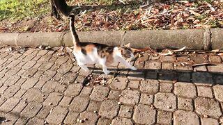 Cute stray cat circling around and rubbing against my legs
