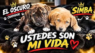 SI MIS PERROS HABLARAN.