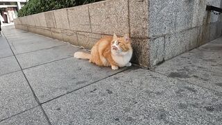 Beautiful stray cat didn't come to us until she saw the food