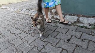Mimi the stray cat is asking us for food with her unique meows