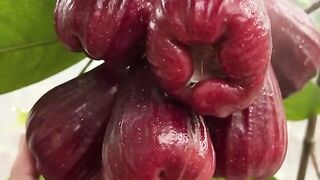 Fresh Rose Apples — Tropical Jewel from Indonesia 🇮🇩❤️✨