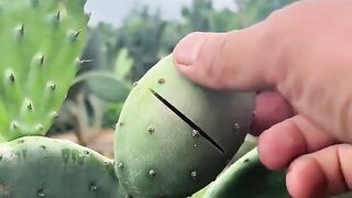 Cactus fruit🙏🙏❤️❤️