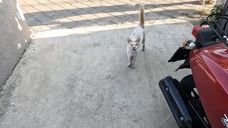 Stray cat that greeted us with her trilling meow was a little jealous