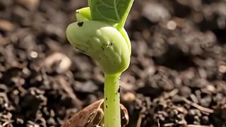 Bean Growth Time Lapse 🌱 | From Seed to Thriving Plant