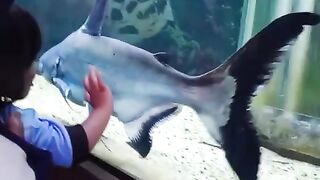 Belajar sambil mengenal dunia ikan 🐠🐋🐟