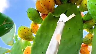Cactus Fruit Harvesting 🌵❤️❤️
