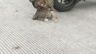Kucing liar di jalan