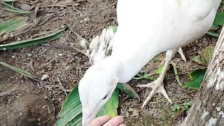 Burung merak 2