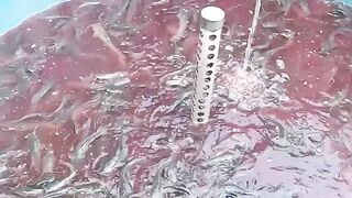 Antibacterial PK Drug for Catfish
