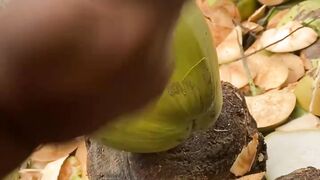 amazing fresh coconut cutting skills ASMR