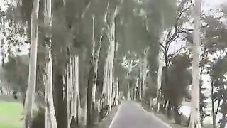 এসব কি গাছ