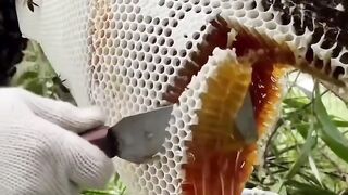 Fresh Honey❤️❤️❤️